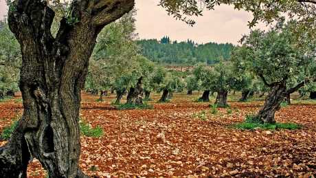The Illyrian Press | Official Guide to the World's Best Olive Oils